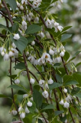 STYRAX japonicus 'Fragrant Fountain' - image 3