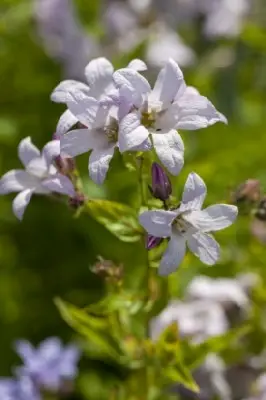 CAMPANULA lactiflora 'Loddon Anna'