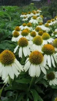 ECHINACEA 'White Meditation'