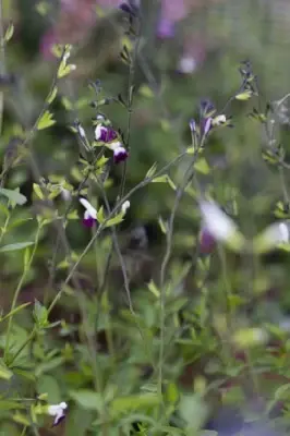 SALVIA 'Amethyst Lips' - image 2