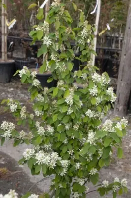 AMELANCHIER alnifolia