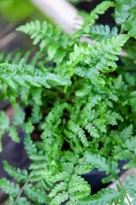 DRYOPTERIS filix-mas - image 3