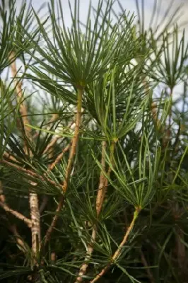 SCIADOPITYS verticillata - image 2