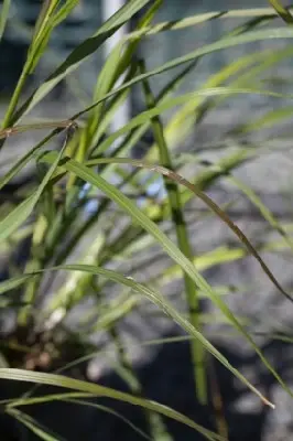 PENNISETUM alopecuroides 'Red Head' - image 2