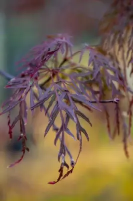 ACER palmatum dissectum 'Garnet' - image 3