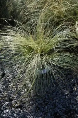 CAREX comans 'Amazon Mist' - image 2
