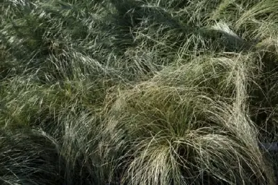 CAREX comans 'Amazon Mist' - image 3