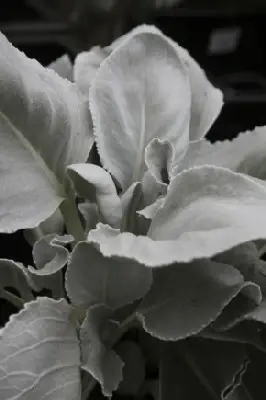 SENECIO 'Angel Wings' - image 3