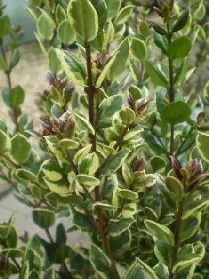 LUMA apiculata 'Glanleam Gold'