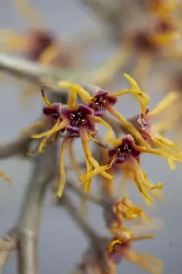 HAMAMELIS x intermedia 'Jelena' - image 1