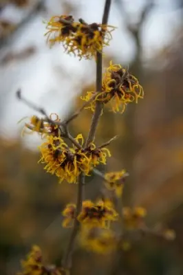 HAMAMELIS x intermedia 'Jelena' - image 2