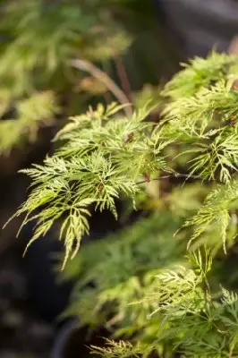 ACER palmatum dissectum 'Emerald Lace' - image 4