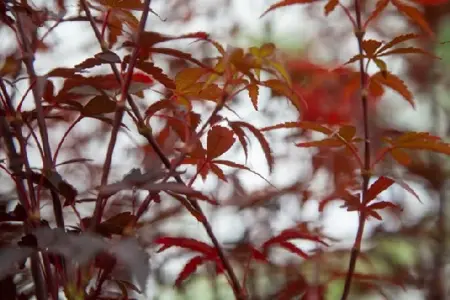 ACER palmatum 'Skeeters Broom' - image 8