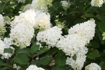 HYDRANGEA paniculata 'Silver Dollar'