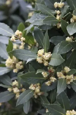 Laurus nobilis (BAY LAUREL)