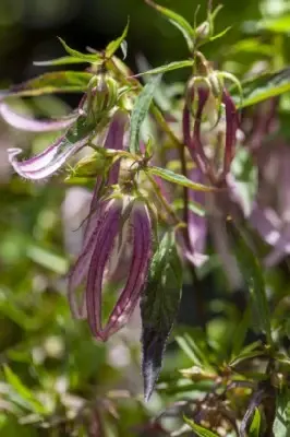 CAMPANULA 'Pink Octopus'