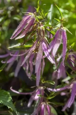 CAMPANULA 'Pink Octopus' - image 2