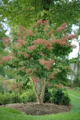 HEPTACODIUM miconioides 'Temple of Bloom' - image 1