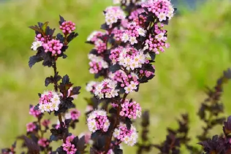 PHYSOCARPUS opulifolius 'Tiny Wine' - image 1