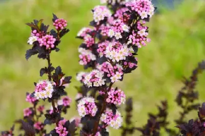 PHYSOCARPUS opulifolius 'Tiny Wine' - image 1