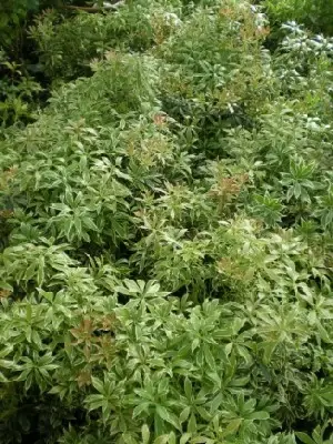 PIERIS japonica 'White Rim'