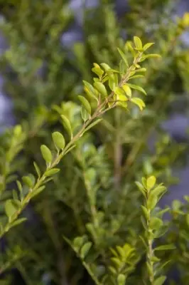 ILEX crenata 'Green Hedge'