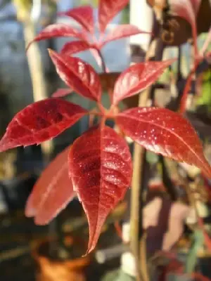 PARTHENOCISSUS henryana