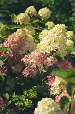 HYDRANGEA paniculata 'Fraise Melba' - image 4