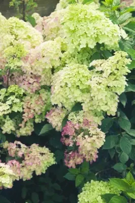HYDRANGEA paniculata 'Fraise Melba' - image 2