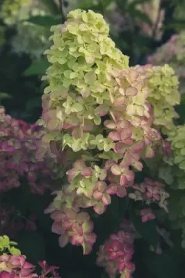 HYDRANGEA paniculata 'Fraise Melba' - image 3