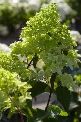 HYDRANGEA paniculata 'Fraise Melba' - image 4