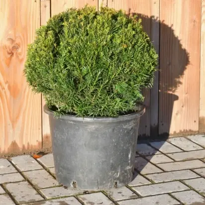 TAXUS baccata