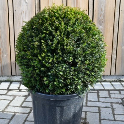TAXUS baccata