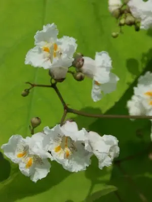 CATALPA bignonioides