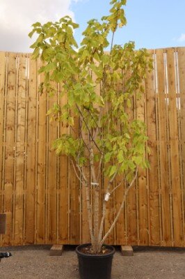 CATALPA bignonioides - image 1