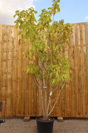 CATALPA bignonioides - image 3