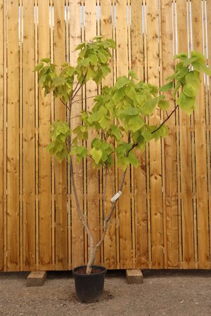 CATALPA bignonioides 'Aurea' - image 1