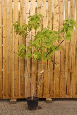 CATALPA bignonioides 'Aurea'