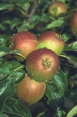 Malus domestica 'Coxs Orange Pippin' (Apple)