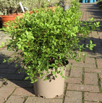 PITTOSPORUM tenuifolium 'Midget'