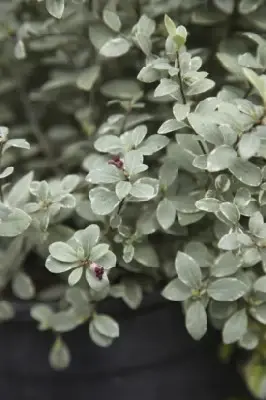 PITTOSPORUM tenuifolium 'Silver Ball'