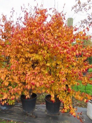 PARROTIA persica 'Persian Spire' - image 2