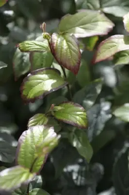 PARROTIA persica 'Persian Spire' - image 3