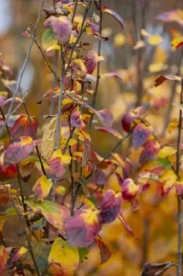 PARROTIA persica 'Persian Spire' - image 2