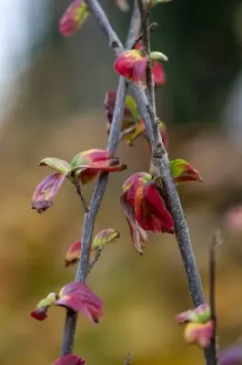 PARROTIA persica 'Persian Spire' - image 3