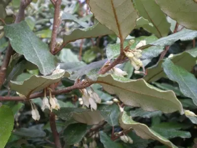 ELAEAGNUS x ebbingei