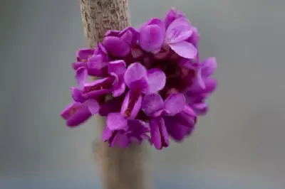 CERCIS chinensis 'Diane' - image 4