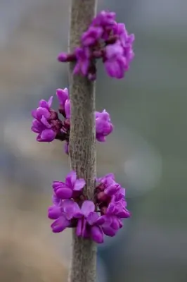 CERCIS chinensis 'Diane' - image 4