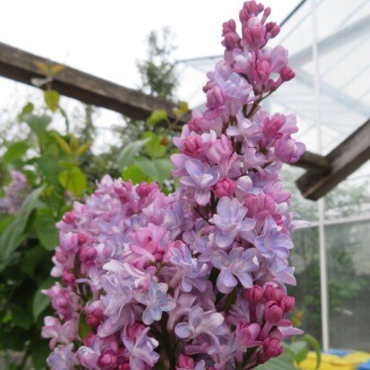 SYRINGA vulgaris 'Madame Antoine Buchner'