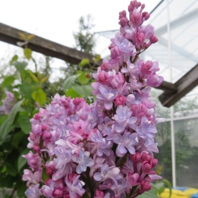 SYRINGA vulgaris 'Madame Antoine Buchner'
